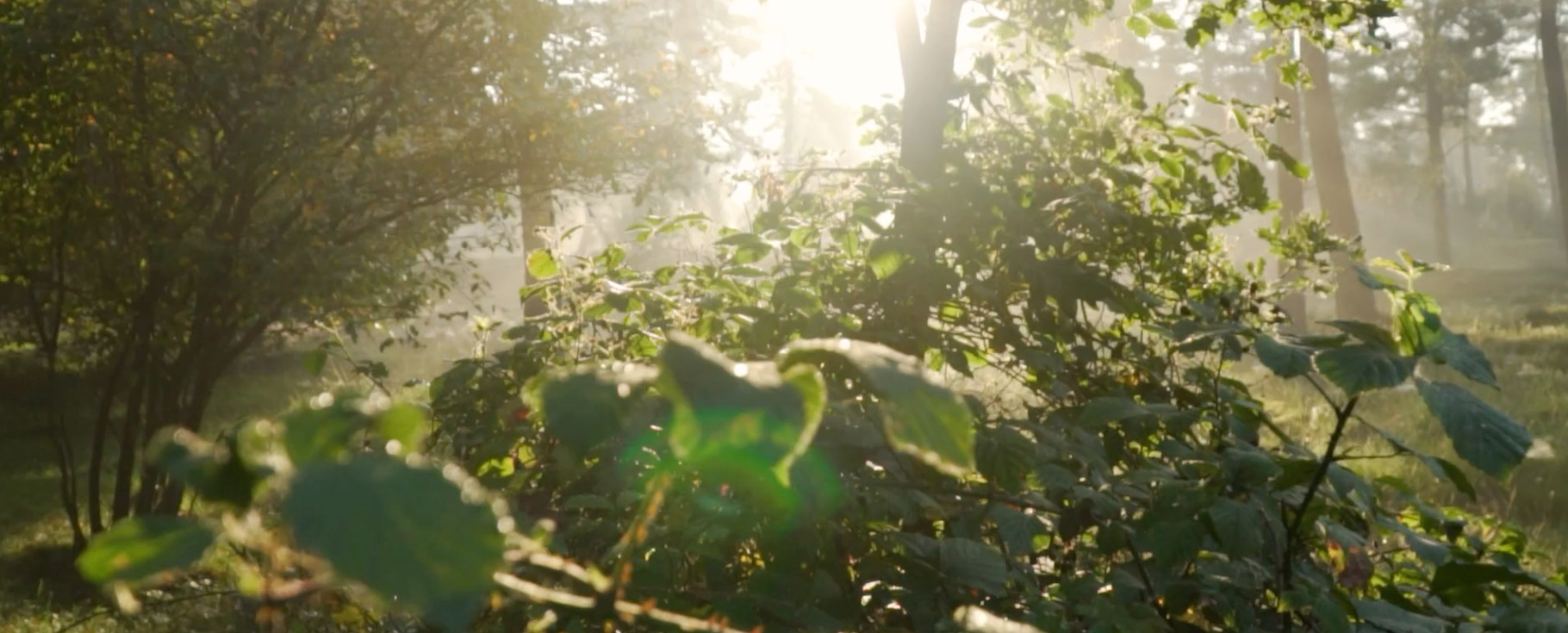 video-certificazioni